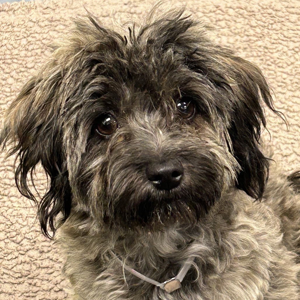 Pepper the