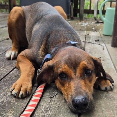 ALIN - Hound available for adoption