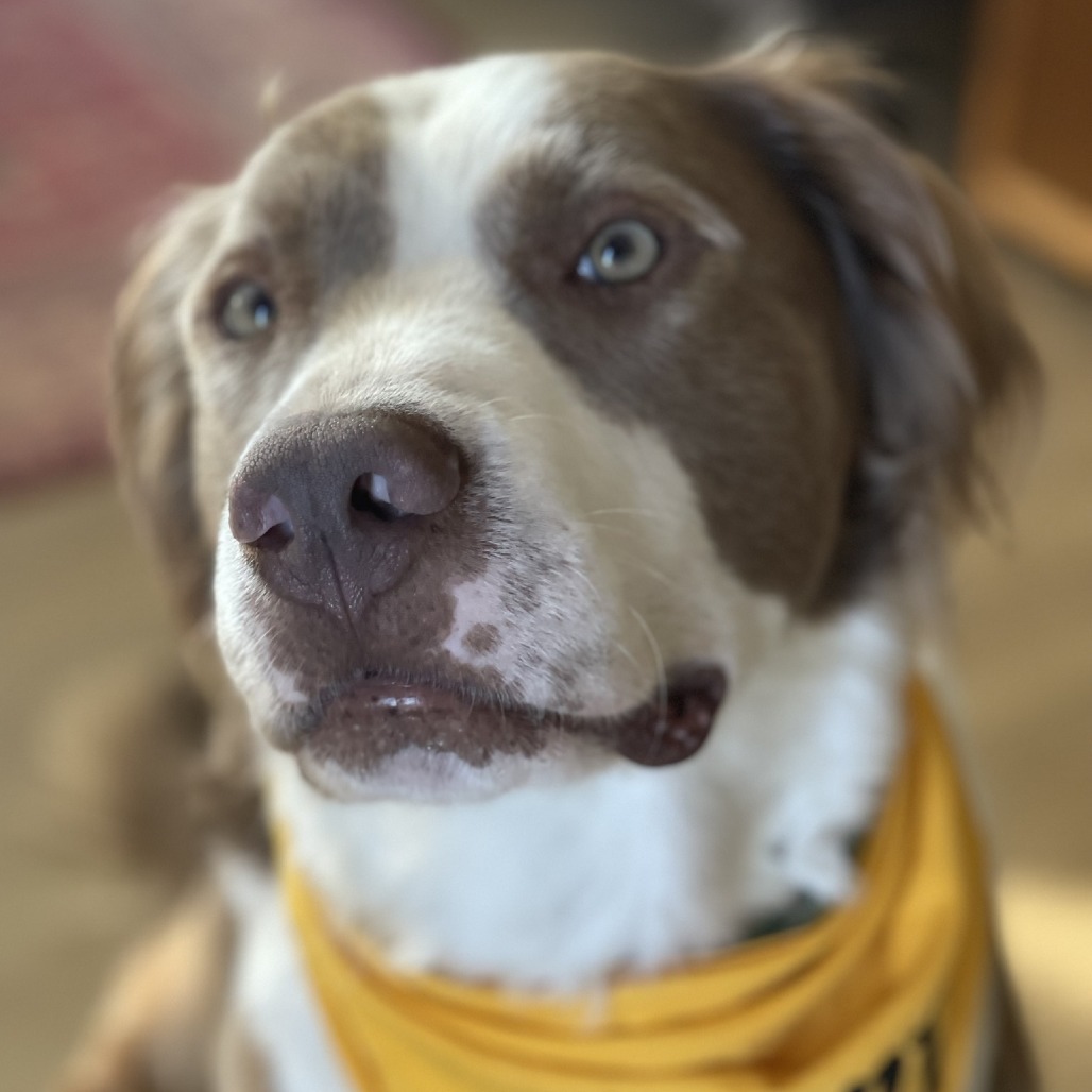 TOBY, photo 19