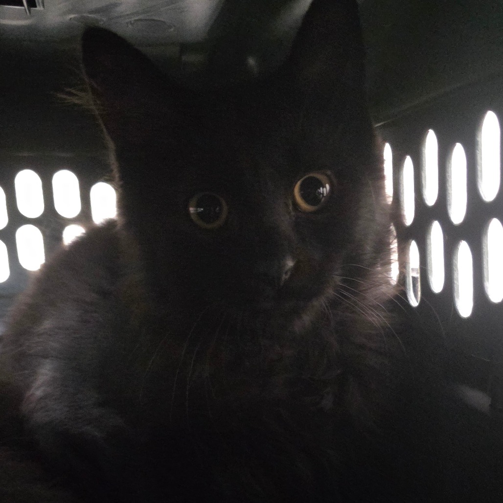 BLACKIE - Domestic Longhair available for adoption