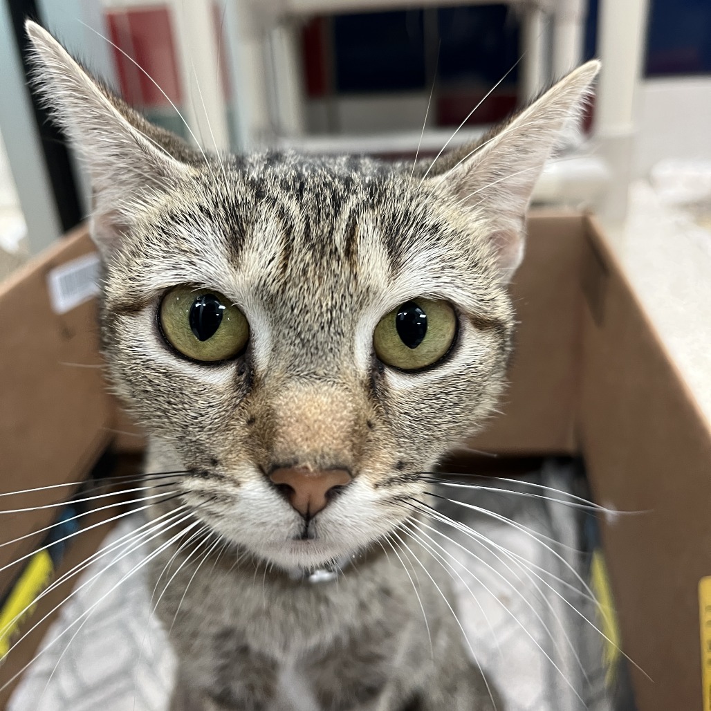 TEAL - Domestic Shorthair available for adoption