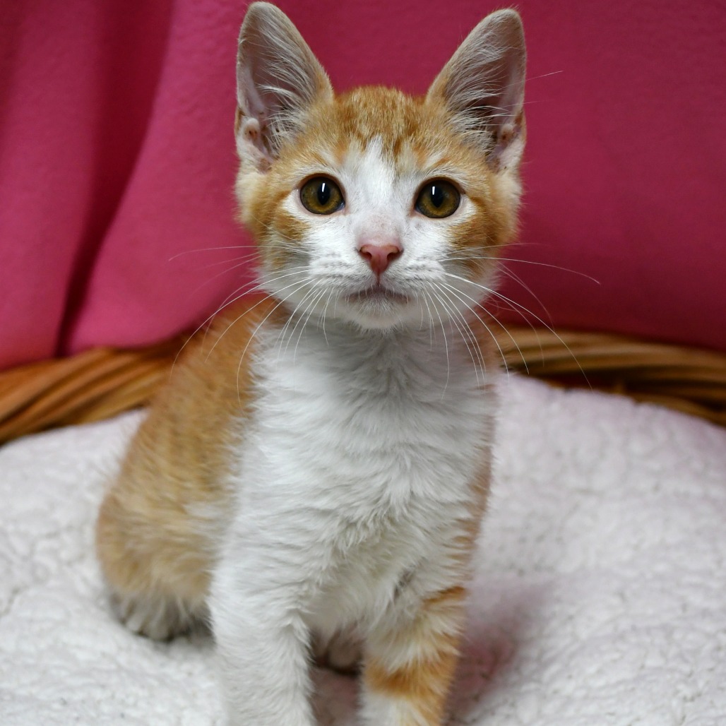 BROCCOLI CHEDDAR - Domestic Shorthair available for adoption