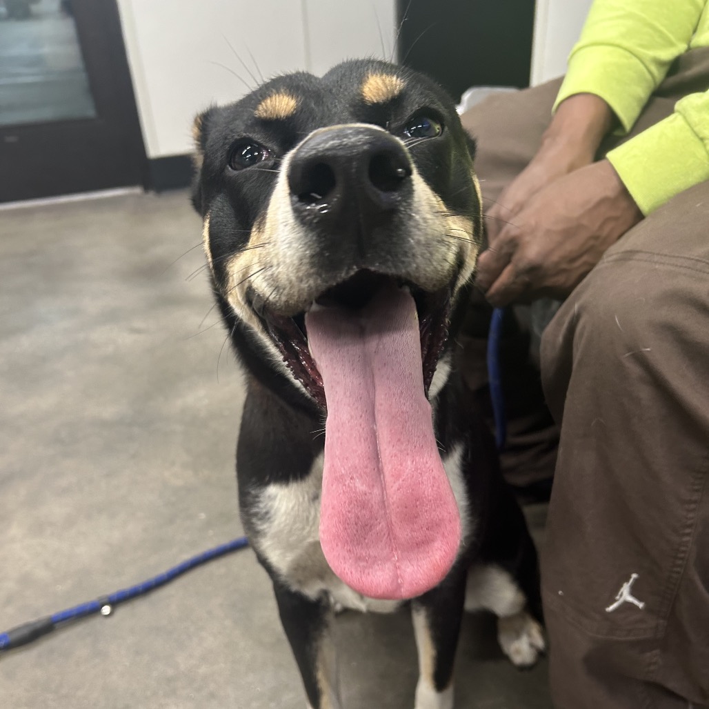 Luna — thumbnail 2