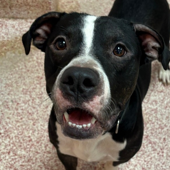 REX - Boxer / Bulldog available for adoption