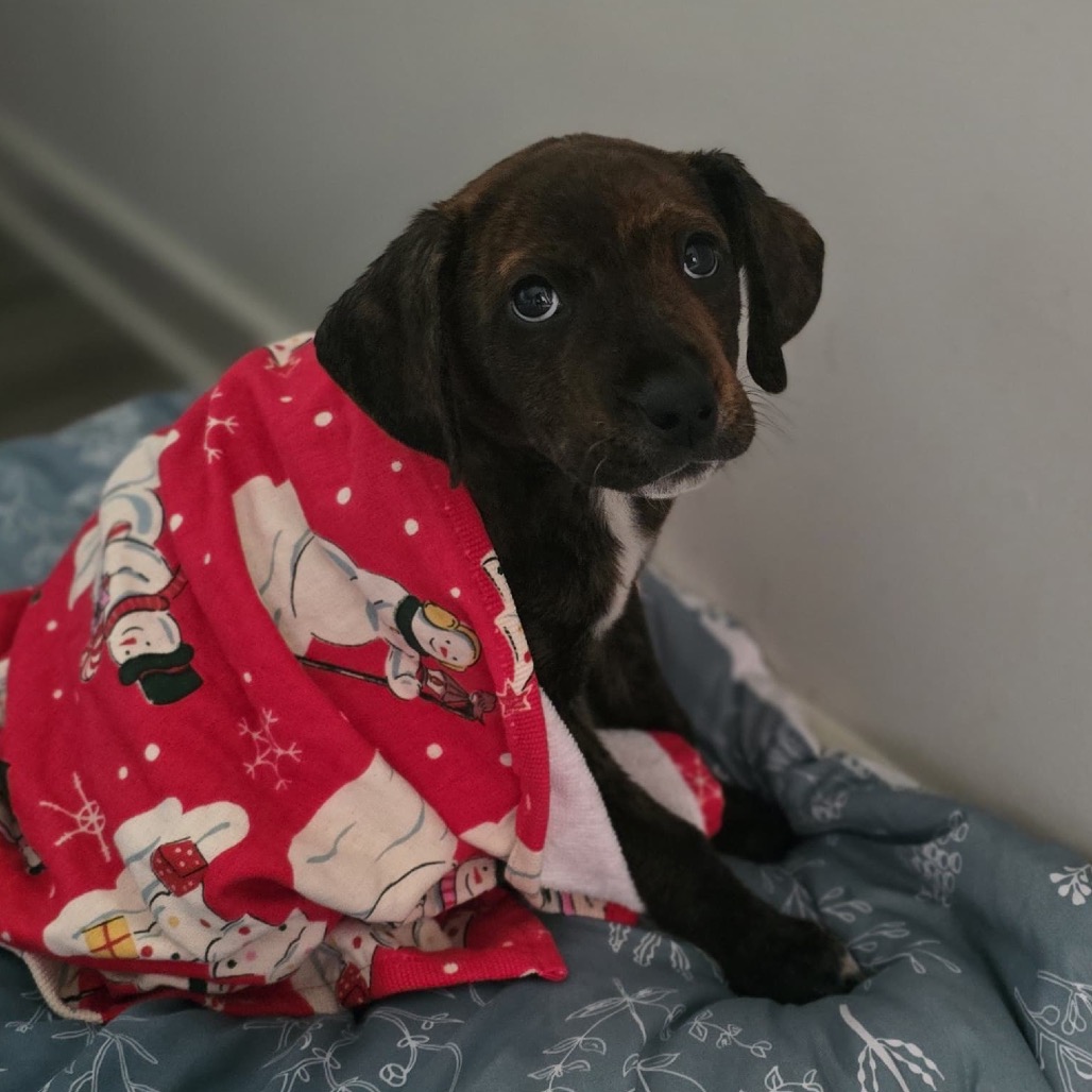 BONNIE - Hound / Plott for adoption in Silver Spring