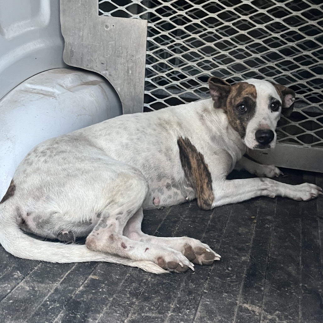 SUNDAE - Shepherd / Mix available for adoption