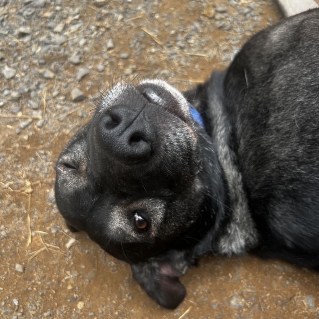 Goofy, photo 19