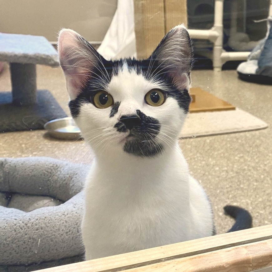 SOLEDAD (BONDED WITH HELENA) - Domestic Shorthair available for adoption