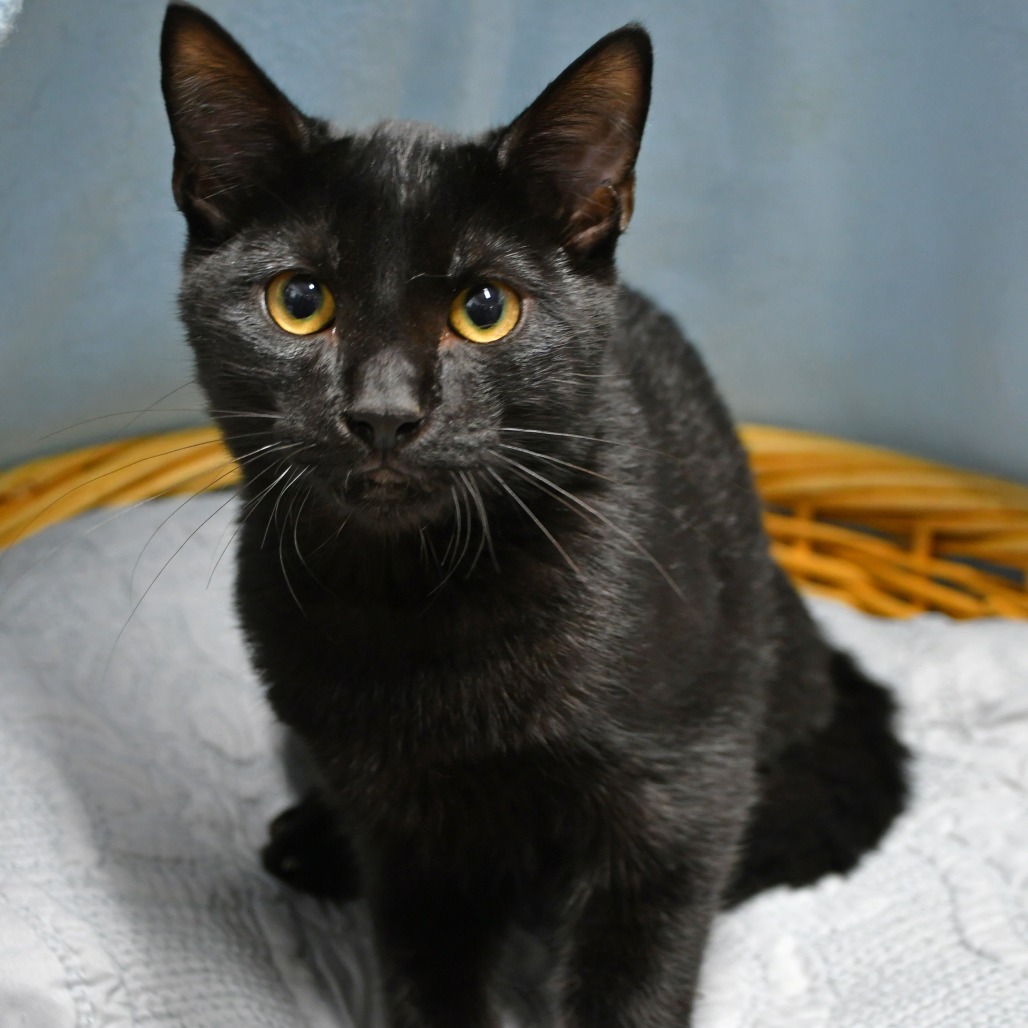 ARCHIE - Domestic Shorthair available for adoption