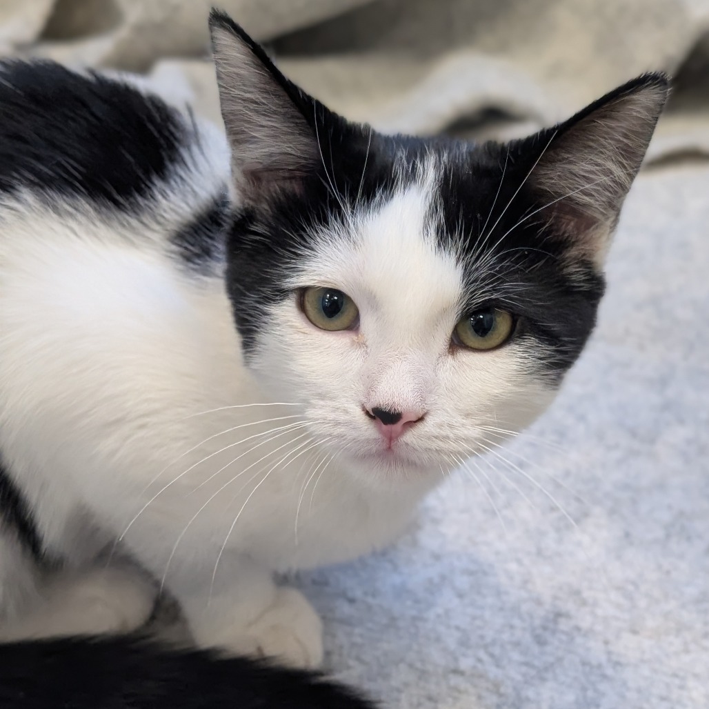 B.W. - Domestic Shorthair available for adoption