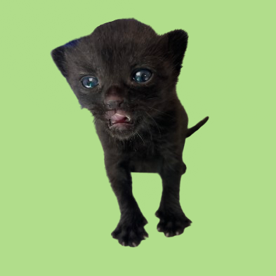 Tusc Stray 82257