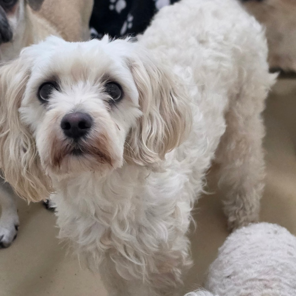 Annabelle - Chino Hills Location, photo 2