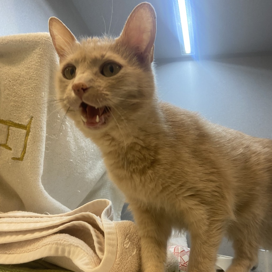 Photo of Gus 6