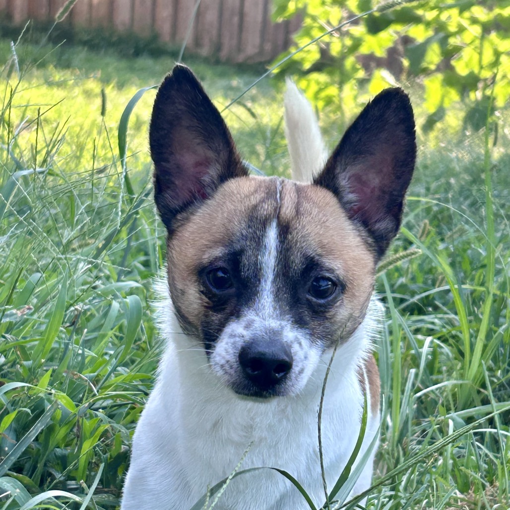 Scooby, photo 5 of 8