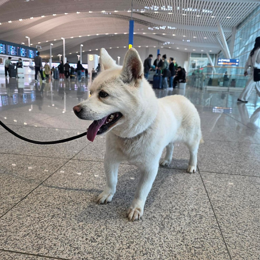 Korean Jindo