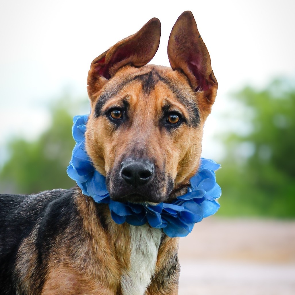 Monroe, an adoptable dog at SPCA-BC