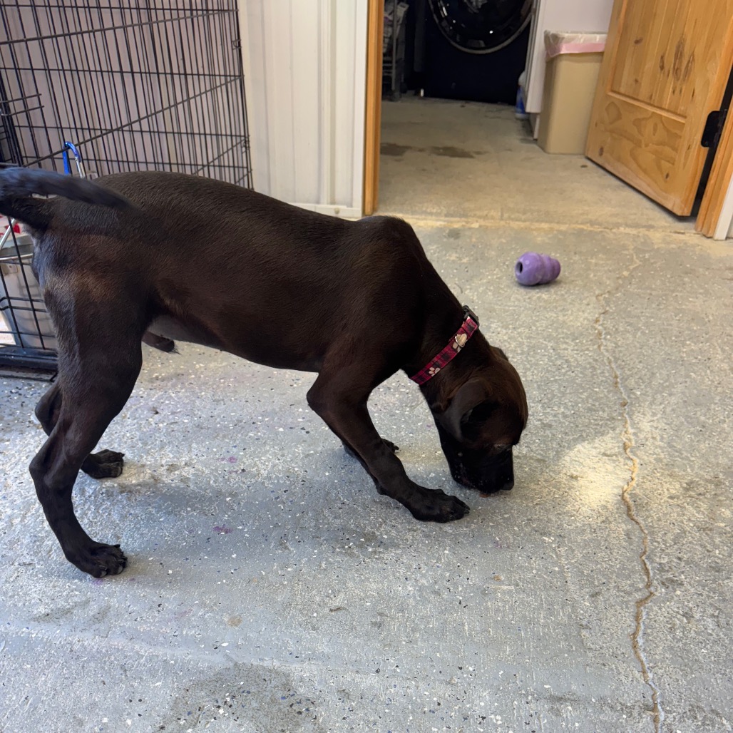 Colter, photo 5