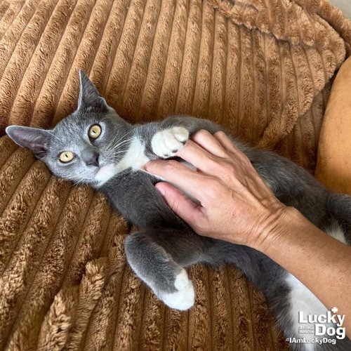 XENON - Domestic Shorthair available for adoption