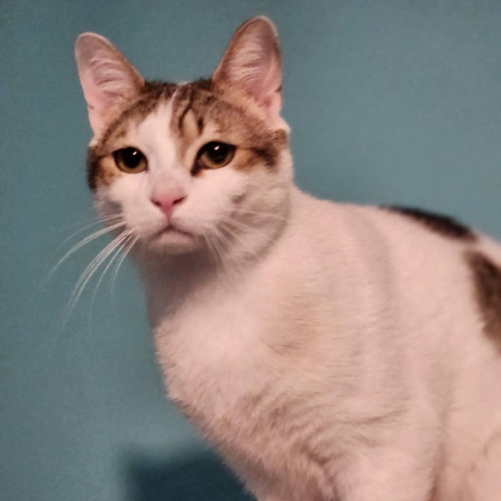 Bozo - Jordan — thumbnail 4