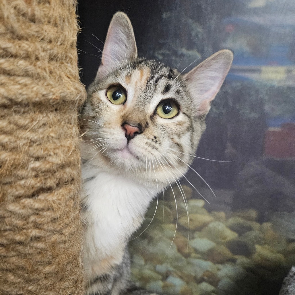MAPLE - Domestic Shorthair available for adoption
