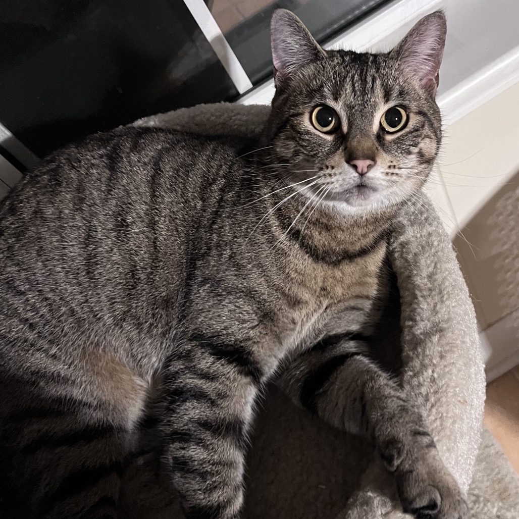 MARTINA - Domestic Shorthair available for adoption