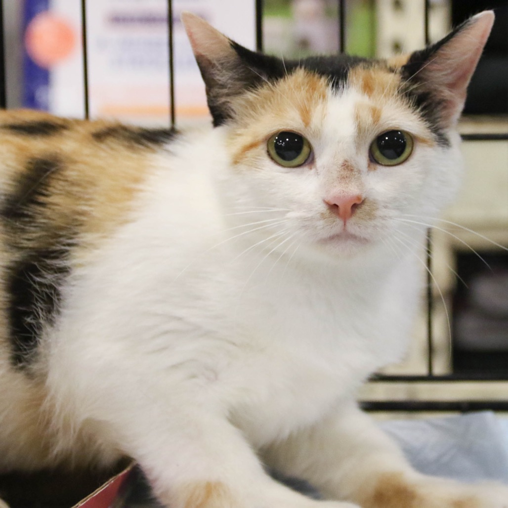 CALLY - Domestic Shorthair available for adoption