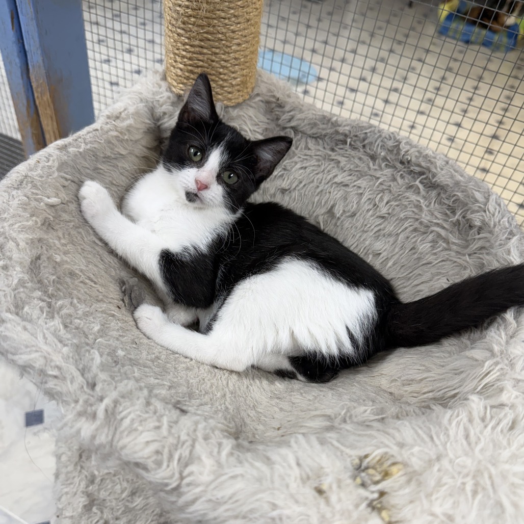 Willa, adopted