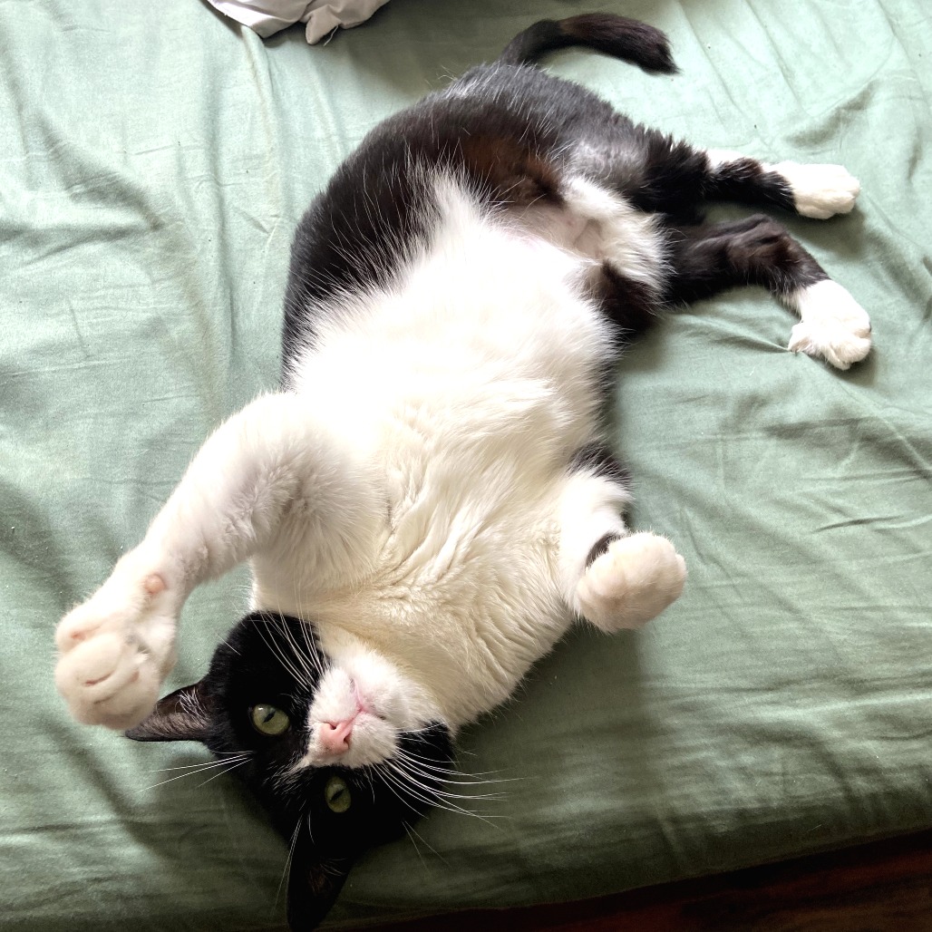 Possum, photo 5