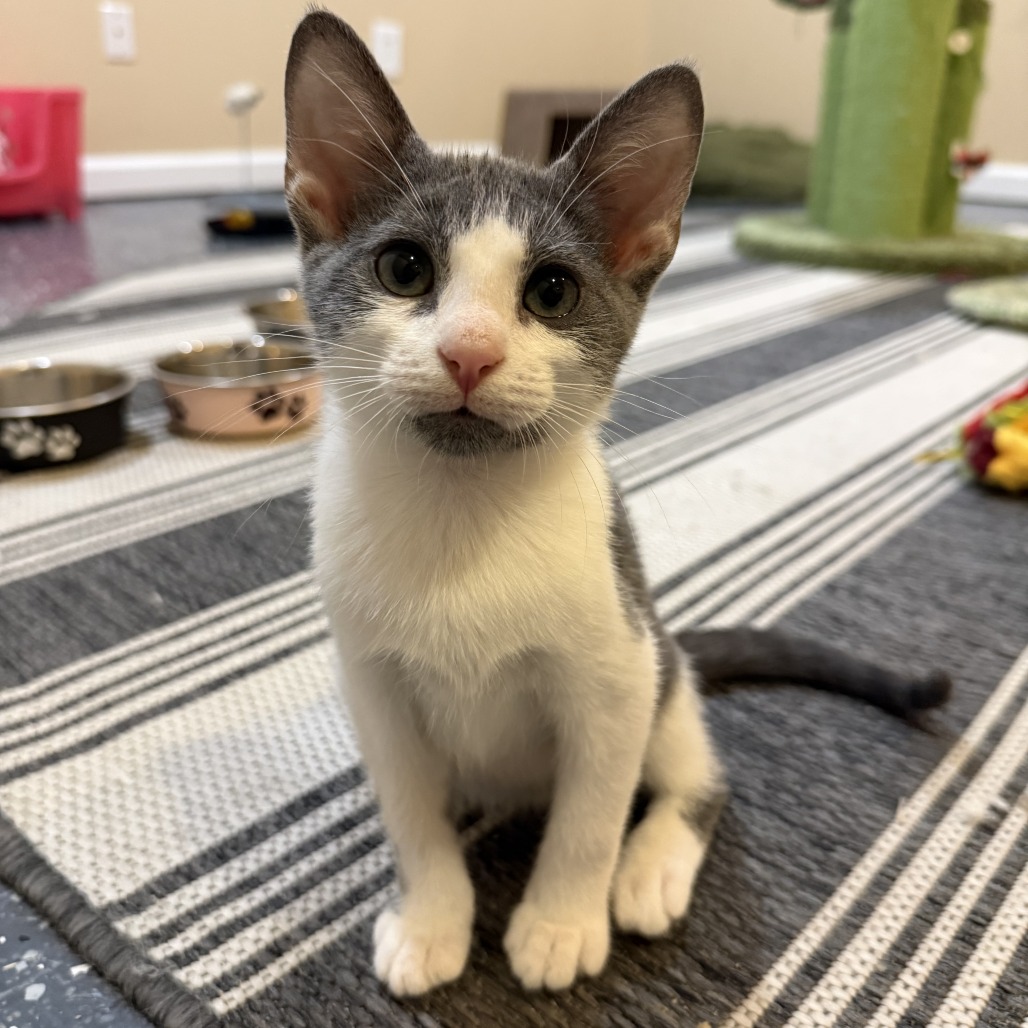 BILLY RAY - Domestic Shorthair available for adoption