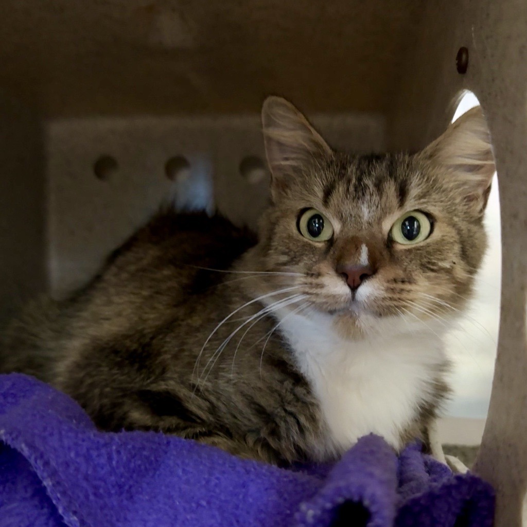 BELLE - Domestic Medium Hair available for adoption