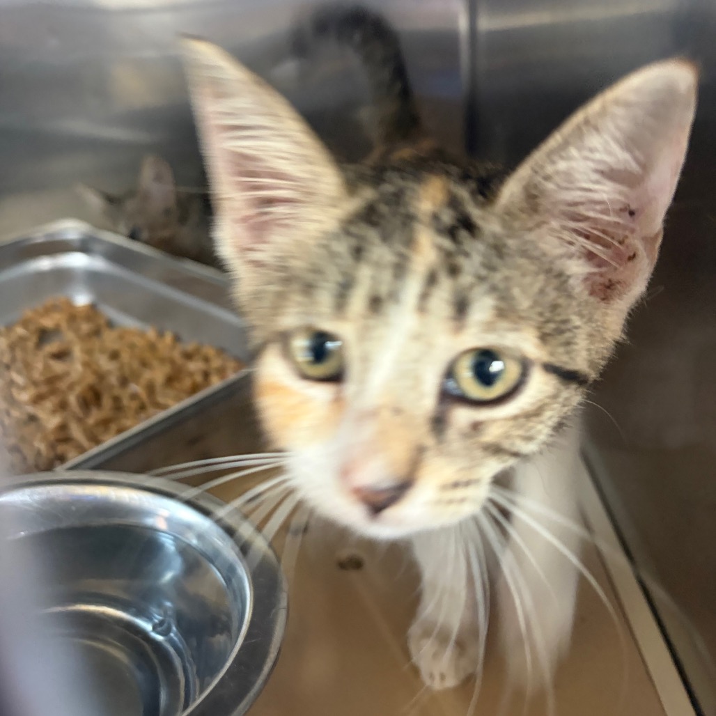 MAISIE - Domestic Shorthair available for adoption