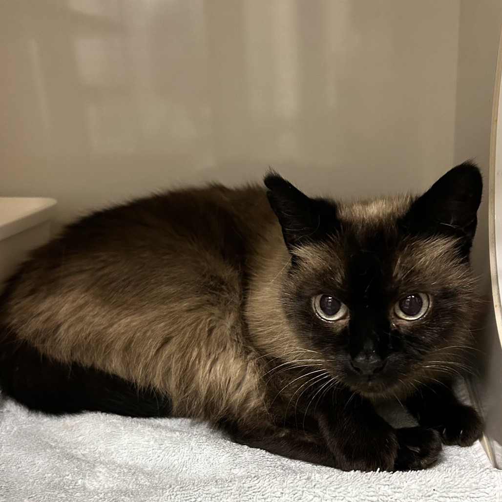 Toad - Domestic Shorthair