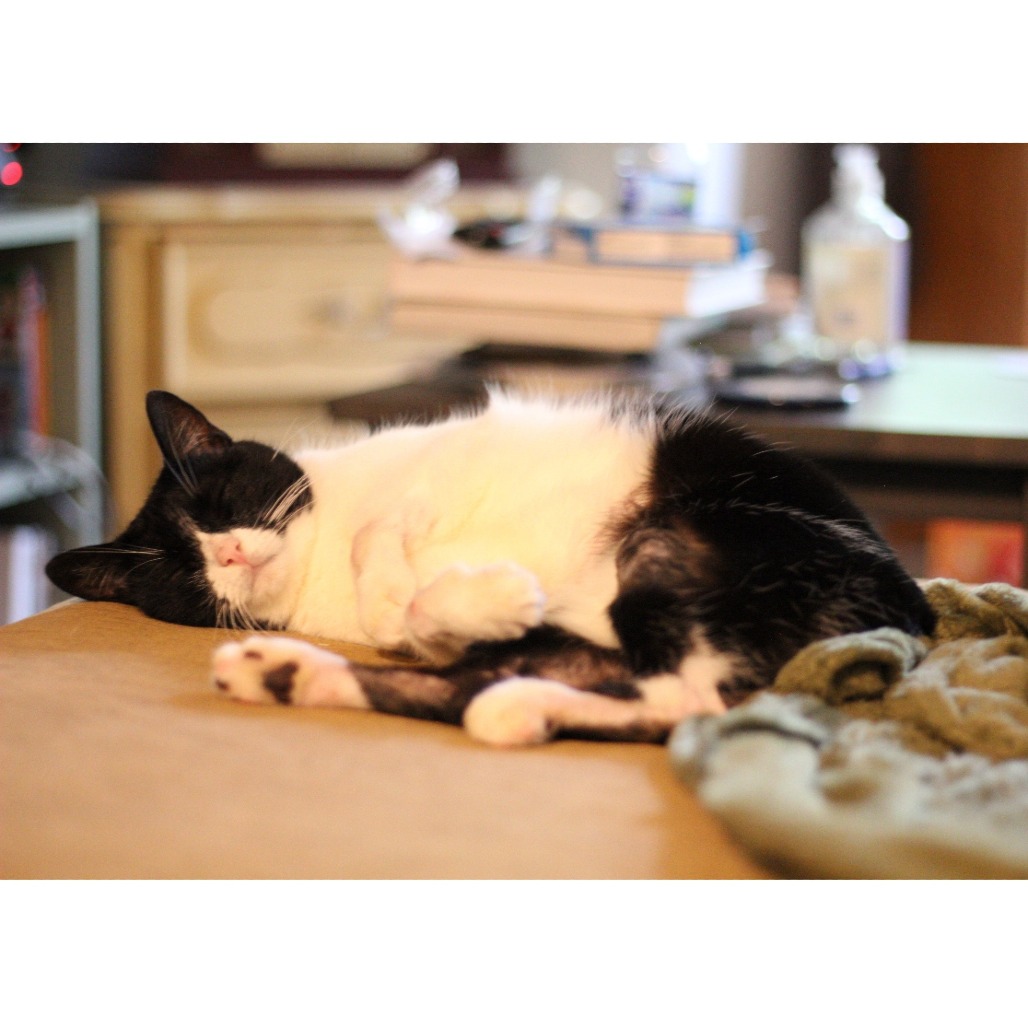 Possum, photo 7