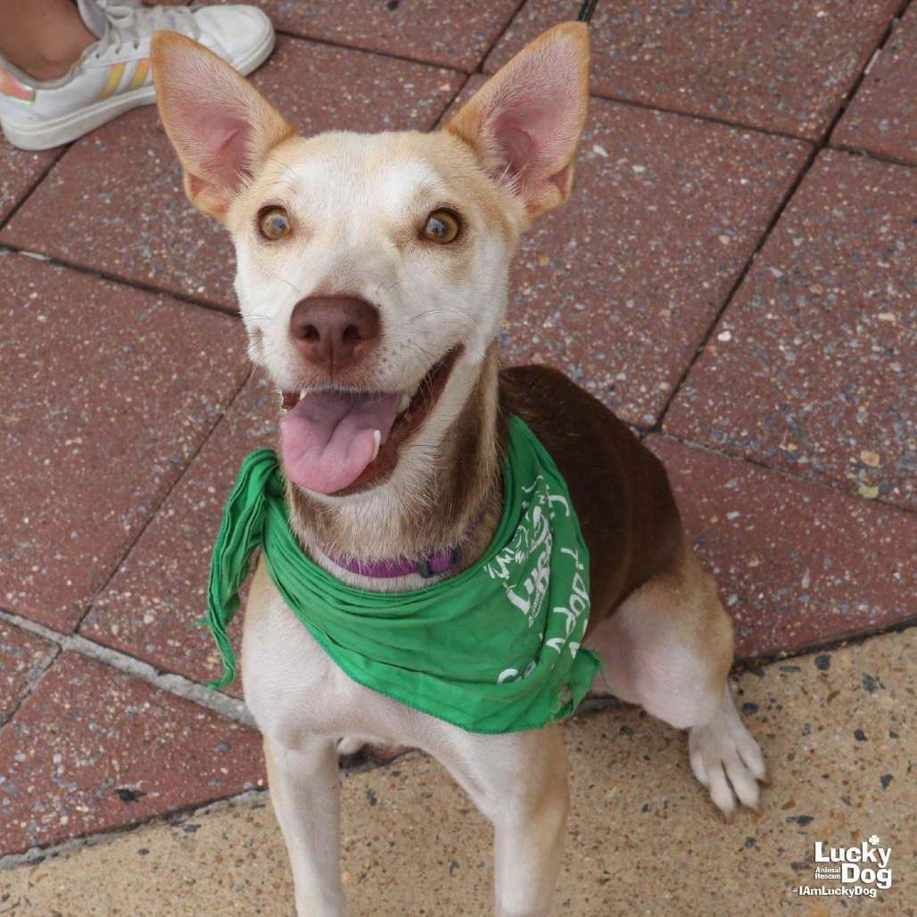 NYLA - Retriever, Labrador / Mix available for adoption