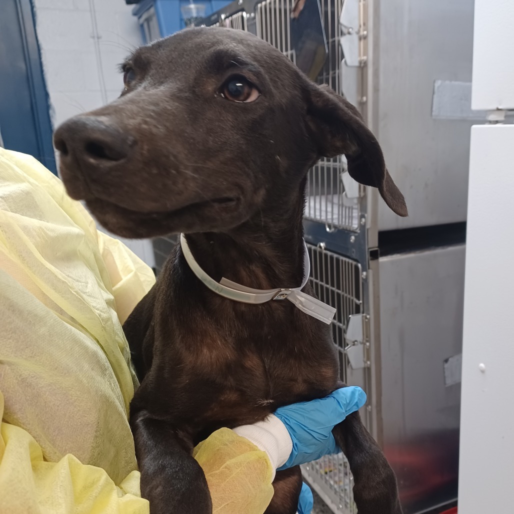 NIGEL - Retriever, Labrador / Hound, Plott available for adoption