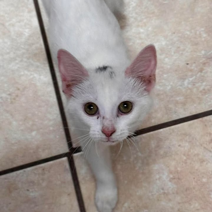 CUPCAKE - Domestic Shorthair available for adoption