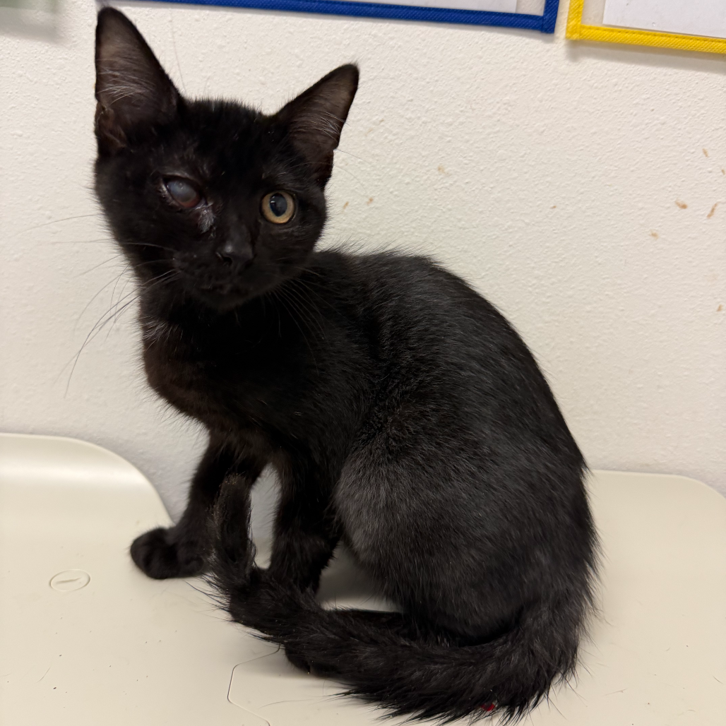 Victor, available for adoption at PVAS