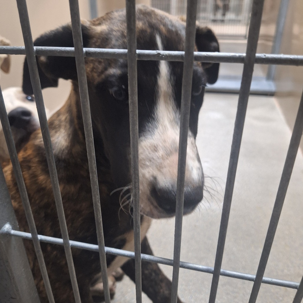 Kennel#25a's preview photo