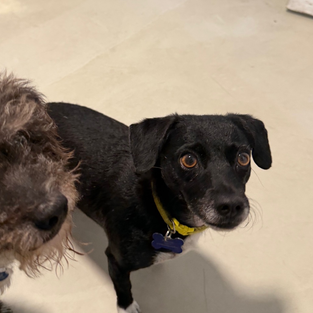 Star (bonded with Twinkle) - Costa Mesa Location, photo 33