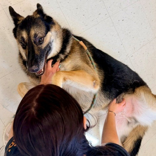 JIRAIYA - Shepherd / German available for adoption