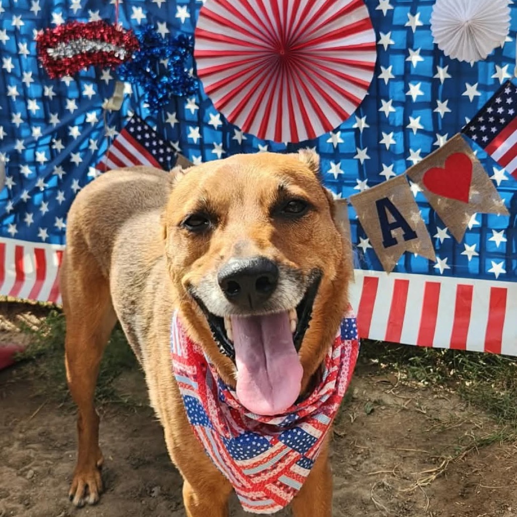 DALLAS - Canaan Dog / Carolina Dog for adoption in San Antonio