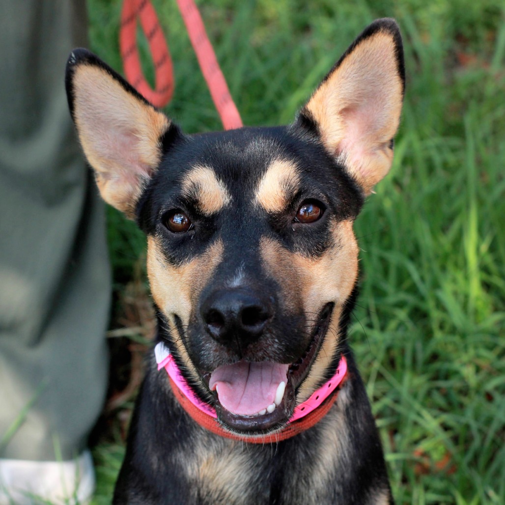 DEEDEE - Shepherd / Collie for adoption in Hattiesburg