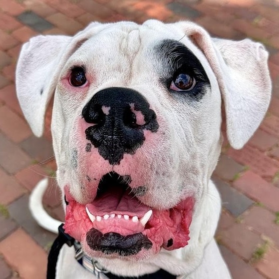 Boxer