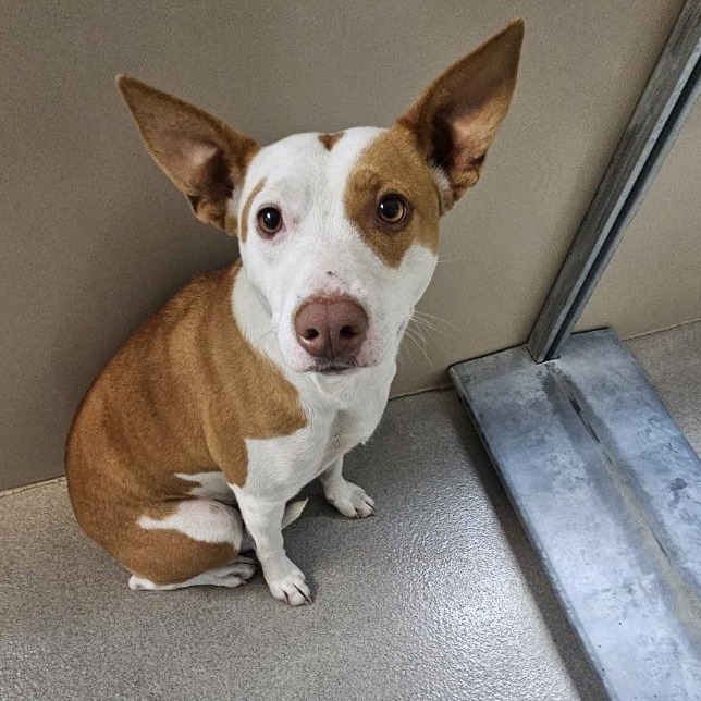 Kennel#15's preview photo