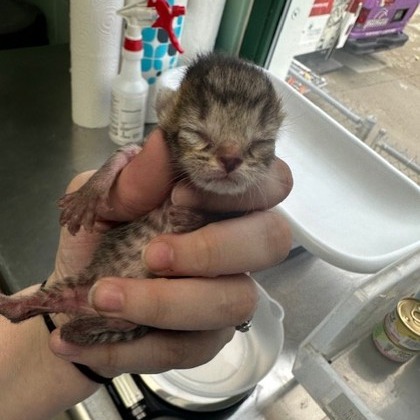 Grey — thumbnail 3