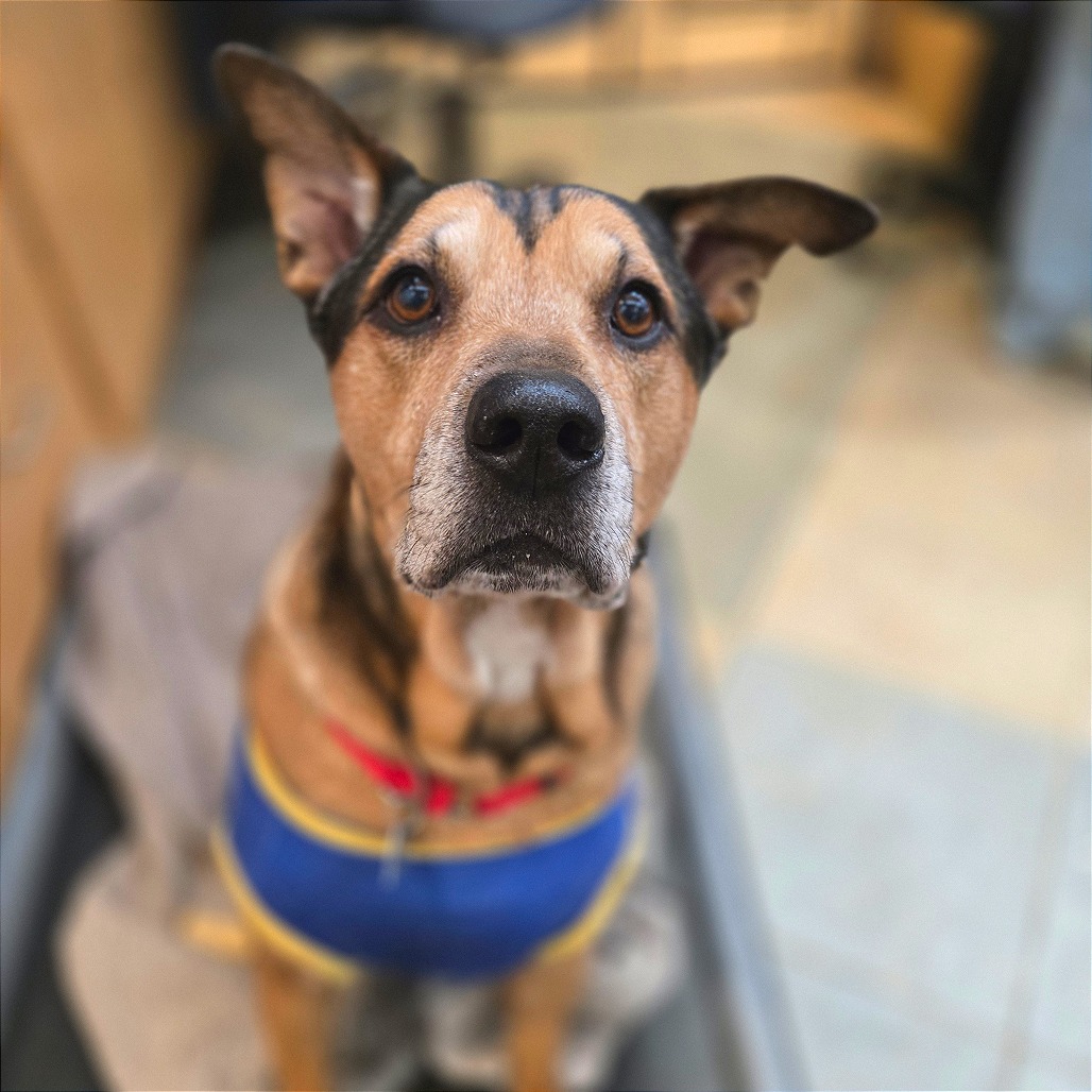 Nibbler, photo 7