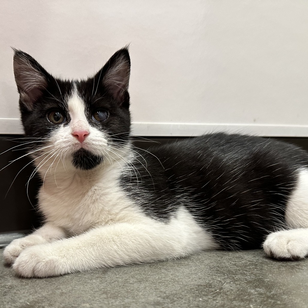 PEANUT - Domestic Shorthair available for adoption
