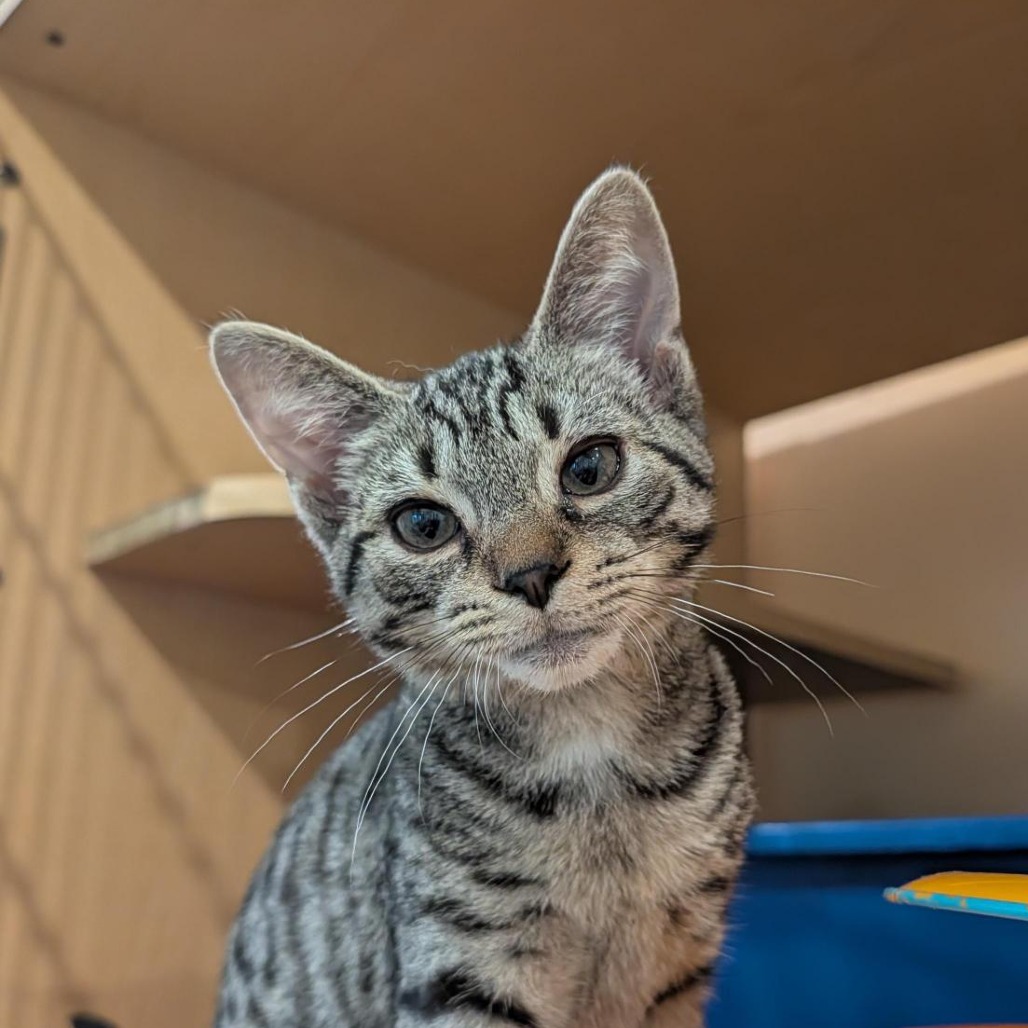 ONA - Domestic Shorthair available for adoption