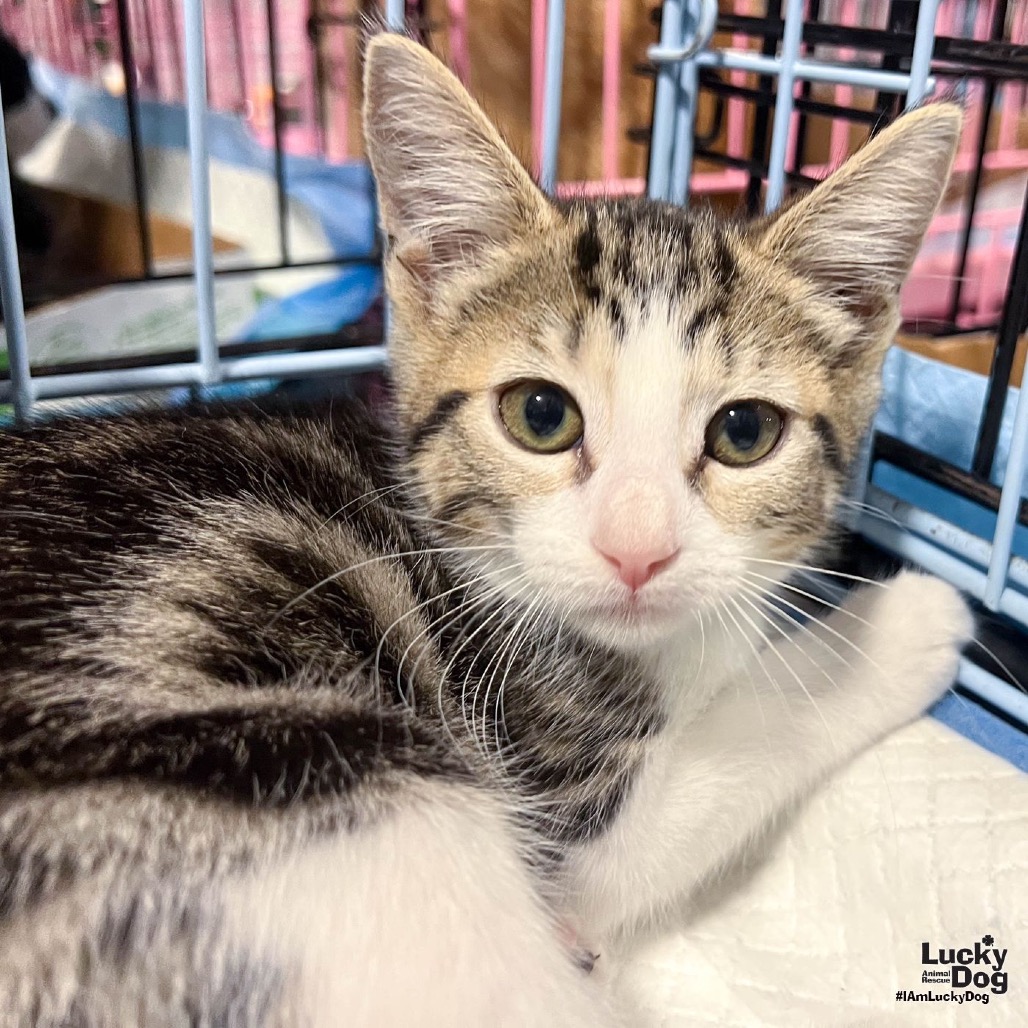 VESPER - Domestic Shorthair available for adoption