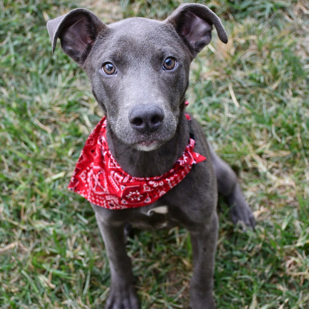 BRONX - Blue Lacy / Mix available for adoption